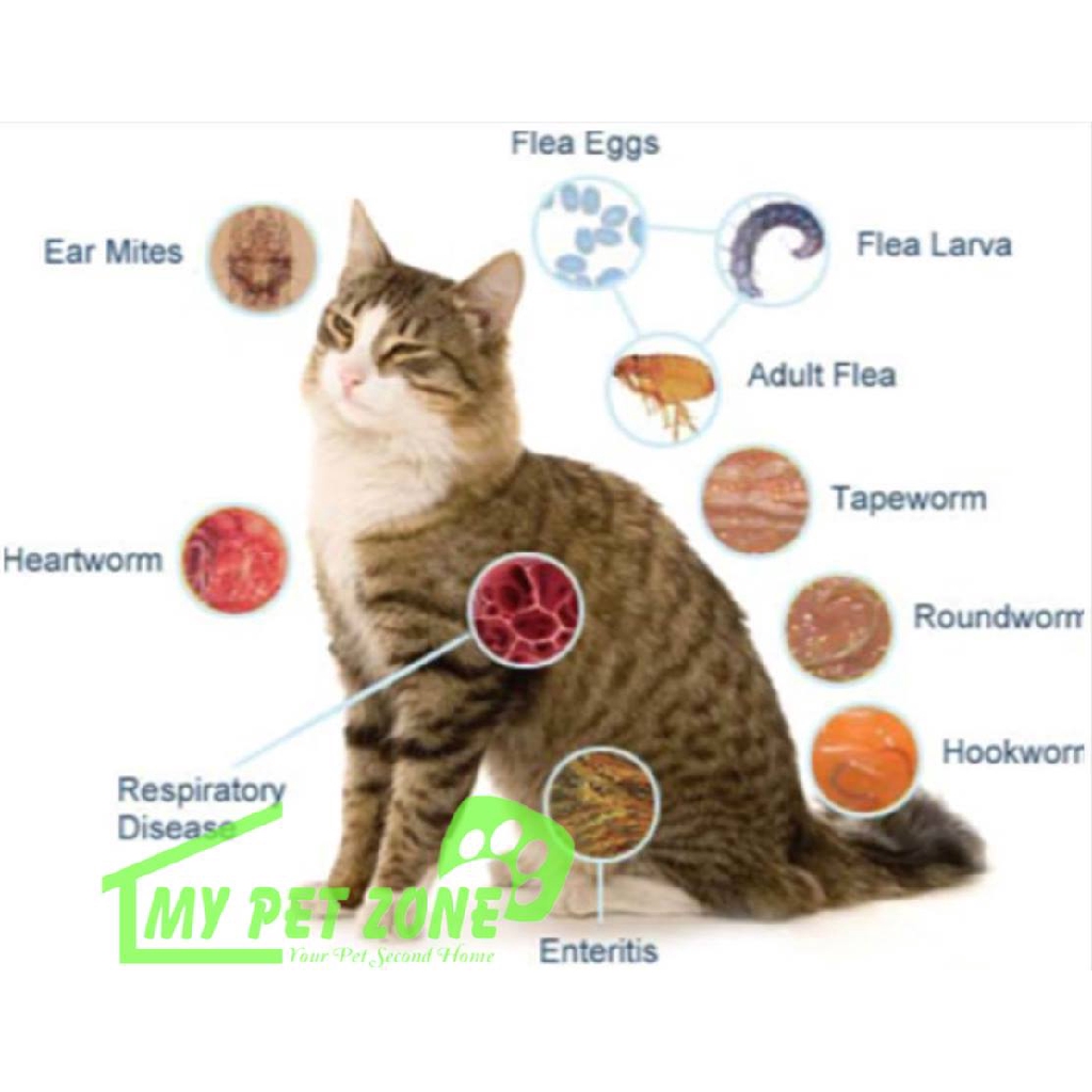 Ivermectin For Cats Mange Free Delivery Goabroad Org Pk