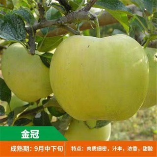 Tiruan Apple Parti Rumah Palsu Buah Buahan Sayur Kategori Rumah Dan Taman Finderclass News