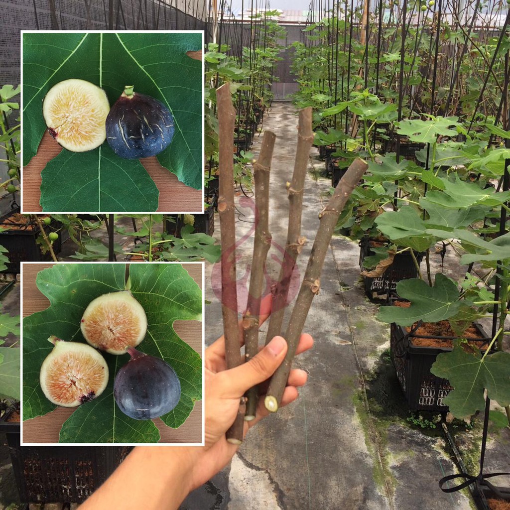 CUTTING / KERATAN POKOK TIN / FIG VARIETY BUAH HITAM ...