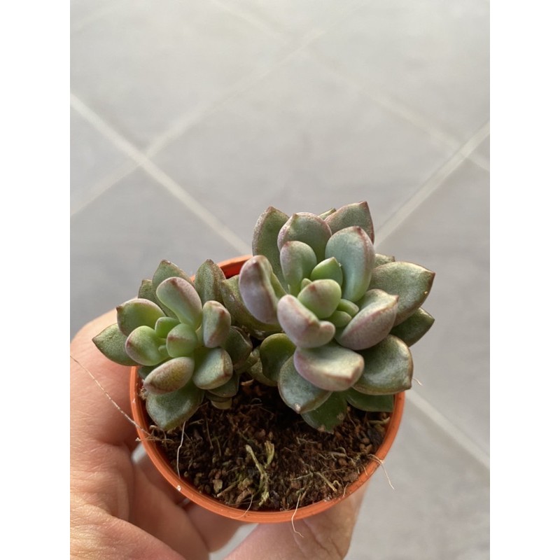 Succulent 多肉植物 紫梦graptoveria Cv Purple Dream 5 5cm Pot Shopee Malaysia