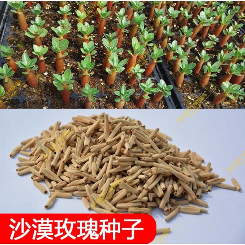 Taiwan Purple Series Desert Rose Seeds Adenium Obesum Purple Glazed紫琉璃 台湾紫色系列富贵花种子 Shopee Malaysia