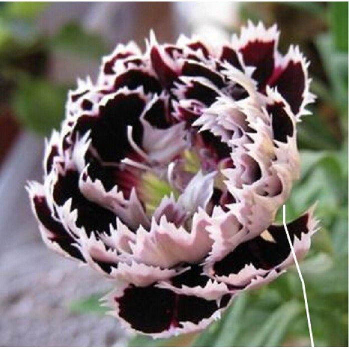 Outdoor & Gardening Home & Living Black dragon rose seeds Seeds & Seed