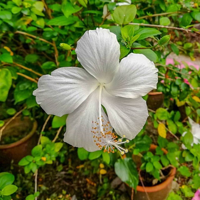 Pokok Bunga  Raya  Putih Berkhasiat TERMURAH keratan 