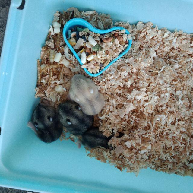 Ubat Kutu Hamster - Contoh Pom