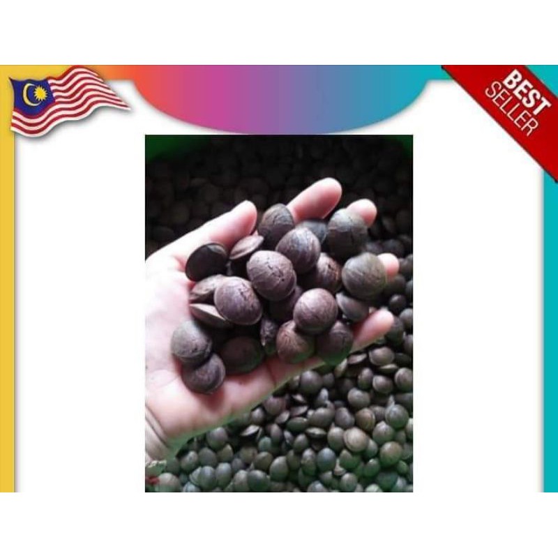 Buy Benih Sacha Inchi Pokok Insulin 20 Biji Seetracker Malaysia