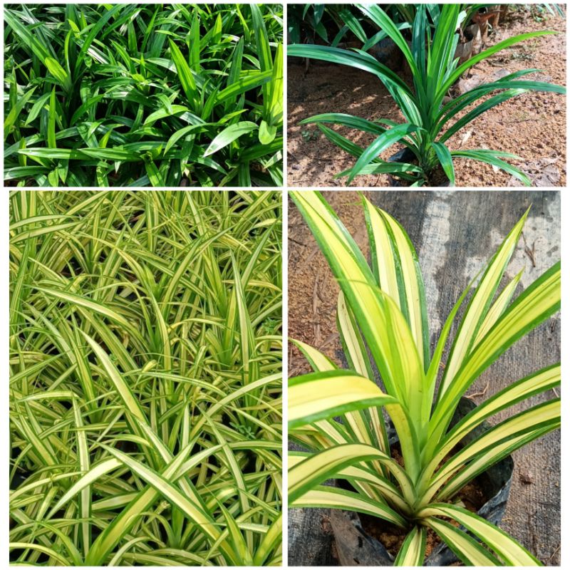 pandanus new york variegated/pandan wangi/Bunga hidup Shopee Malaysia