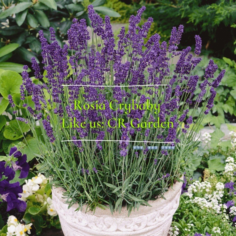 Buy English Lavender 5 Seeds 英国薰衣草种子5粒 Seetracker Malaysia