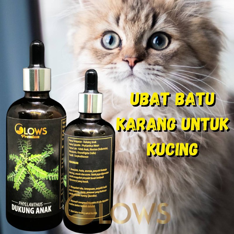 makanan untuk pesakit batu karang