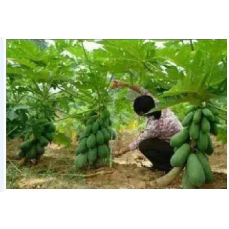 Biji Benih Betik Sekaki Organic1 Feet Papaya Seed 11 12 Seeds Fruit