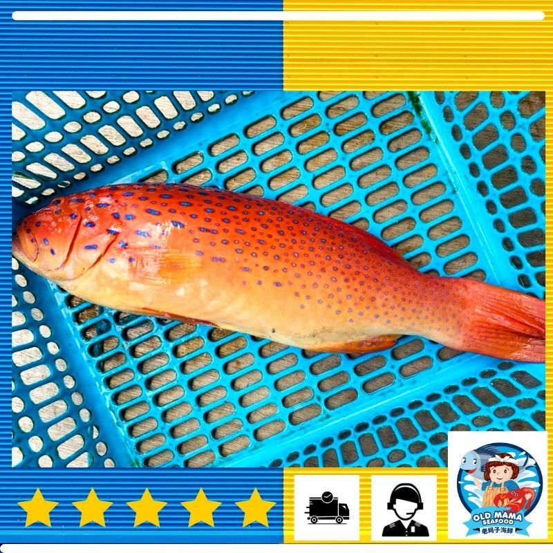 Sabah Live Frozen Coral Trouts 沙巴活冻鲜美七星斑 300 1500gm Nos Kerapu Bara Hidup Beku Old Mama Seafood Shopee Malaysia