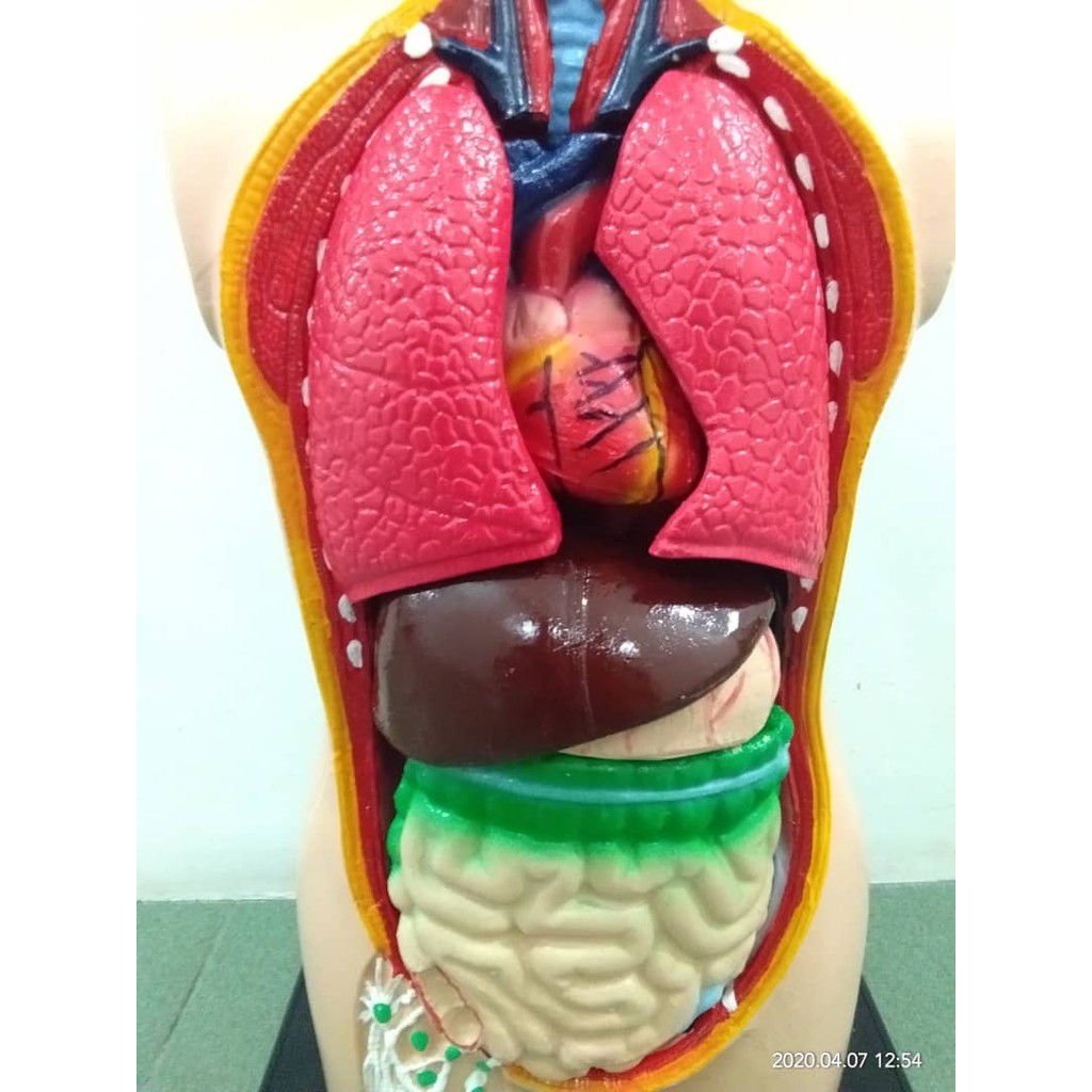 New Item Patung Anatomi Kanak Kanak Lengkap Dan Organ Dalaman Boleh Cabut Shopee Malaysia