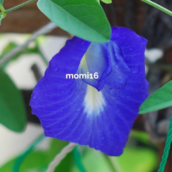 30 Butterfly Blue Pea Flower Seeds Biji Benih Bunga Telang 
