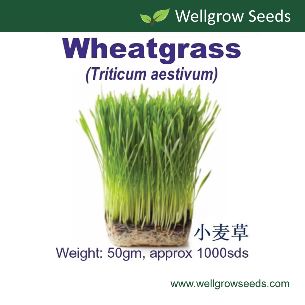 Organic Wheatgrass Seeds 50 gm (Cat Grass / Pet Grass) 小麦草 Biji Benih Gandum Wheatberry