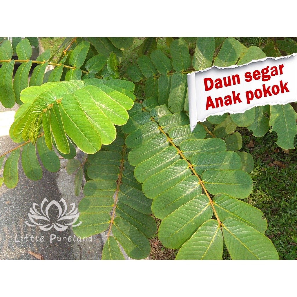 Daun Gelenggang Candle Bush 对面叶 Daun Senna Pokok Ubat 草药