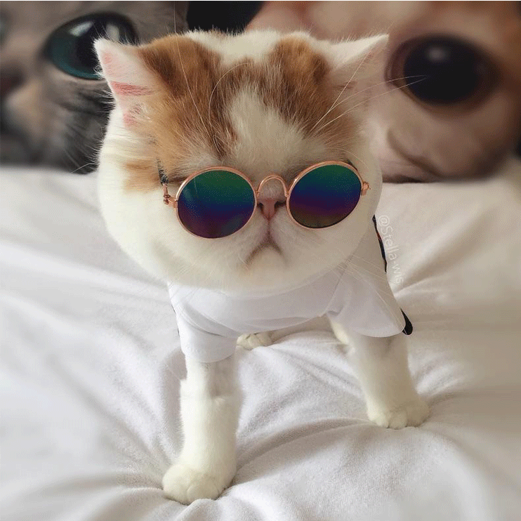 Pet Products Lovely Vintage Round Cat Sunglasses Reflection Eye wear glasses For Small Dog Cat Pet Photos Props Accessories