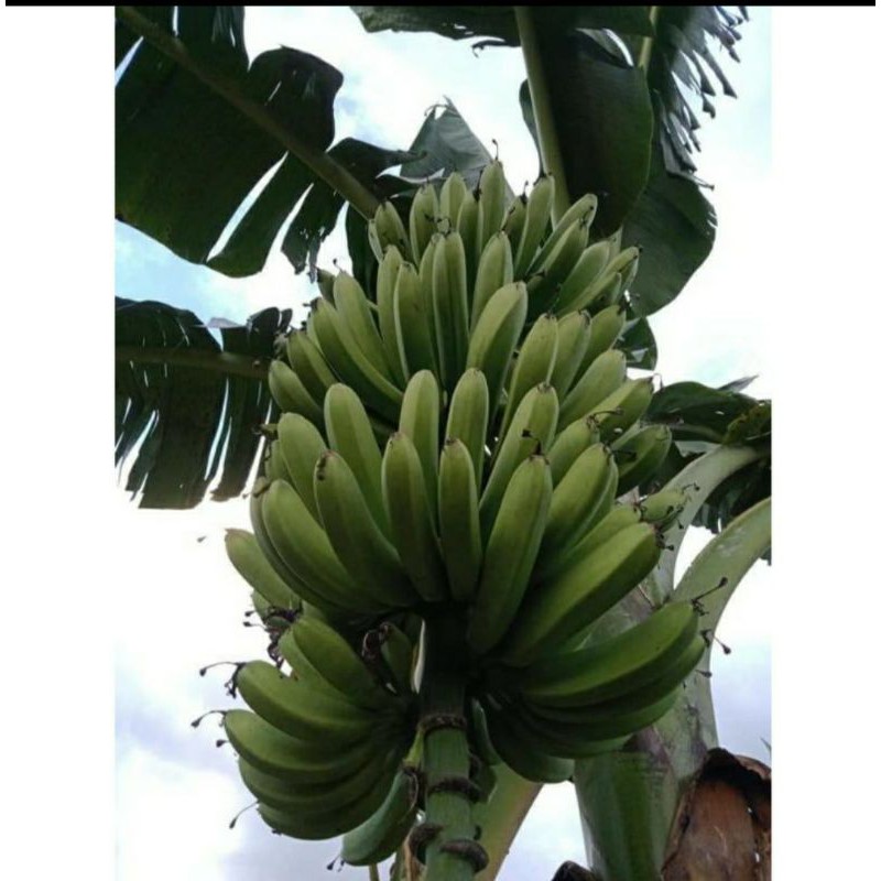 Pengat pisang berangan
