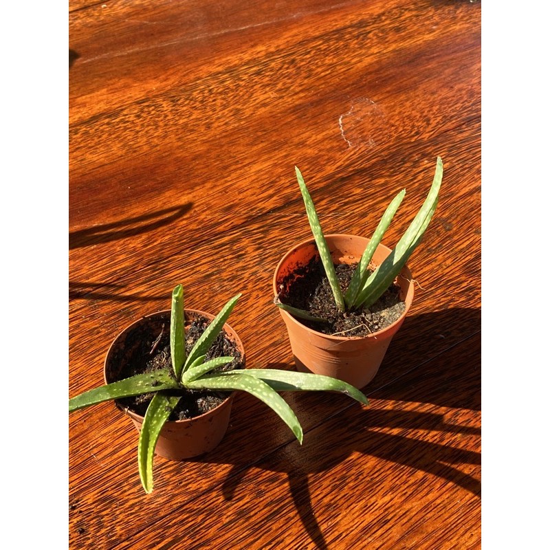 Buy Pokok Aloe Vera Seetracker Malaysia