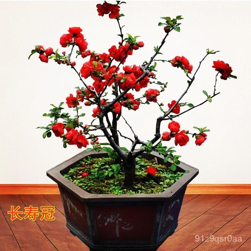 海棠花盆栽树苗盆景长寿冠老桩庭院绿植物室内外花卉四季开花好养yzwh Shopee Malaysia