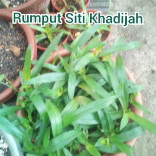 Buy Rumput Beijing Rumput Siti Khadijah Beijing Grass Rumput Yg Tinggi Khasiatnya Rm 5 Akan Di Pos Tanpa Tanah Seetracker Malaysia