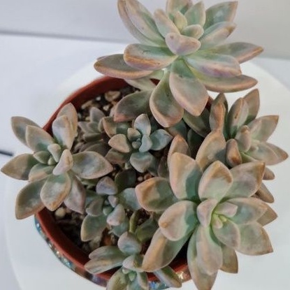 Mysucculentreadystock多肉 淡雪 Succulent Graptopetalum Victor Kane As Picture Shopee Malaysia