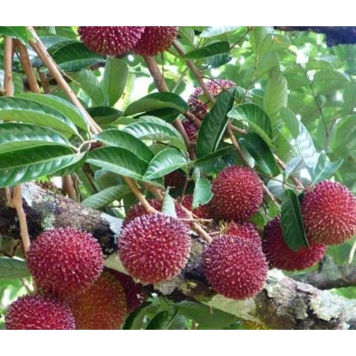 Buy Pokok Pulasan Hybrib 100%  SeeTracker Malaysia