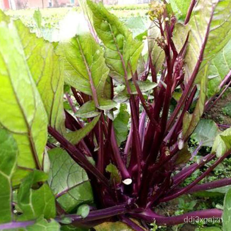 Vegetable Seeds红菜苔种子红菜白菜苔增城一号迟甜菜心蔬菜种孑农家四季家庭种植