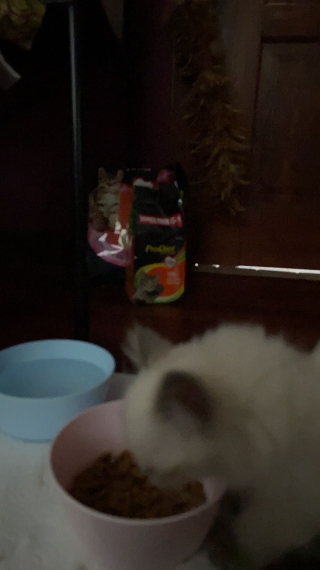 ProDiet Wet Cat Food 85g Buy 5 Free 1 Promo Pack ProDiet Wet Cat Food 85g Buy 5 Free 1 Promo Pack