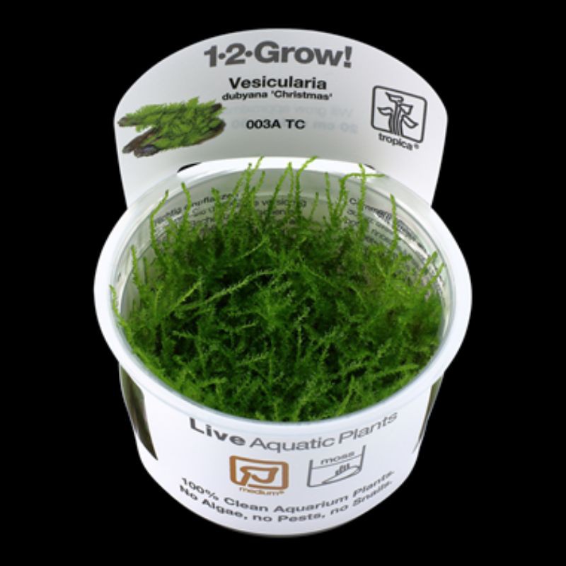 Official Dealer Tropica 1 2 Grow Vesicularia Dubyana Christmas 003a Tc Shopee Malaysia