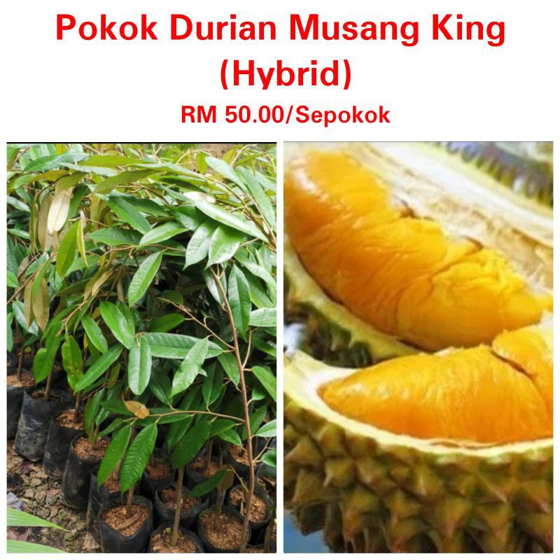 Buy Pokok Durian Musang King Hybrid Seetracker Malaysia