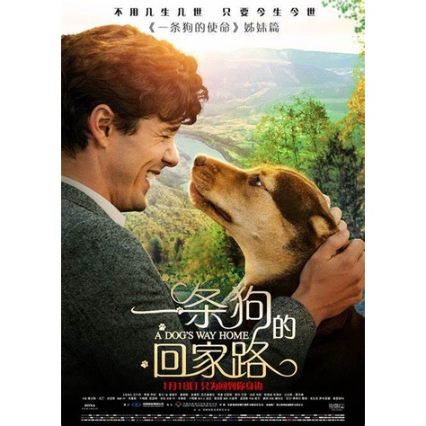 BLURAY English Movie A Dog's Way Home | Shopee Malaysia