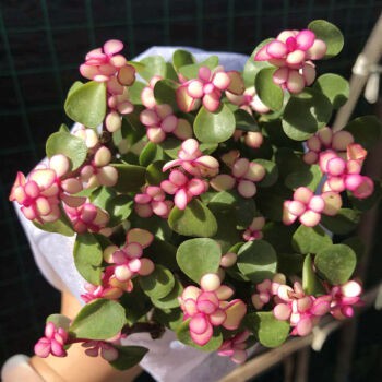 Portulacaria Afra F Variegata Rainbow Bush 雅乐之舞 Shopee Malaysia