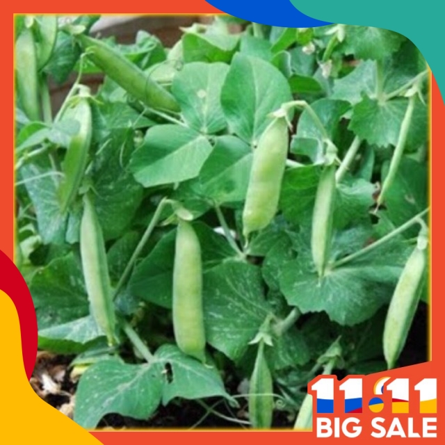 Kacang Peas Hijau Renek Seeds Dwarf Green Peas Pokok Jenis Renek Shopee Malaysia