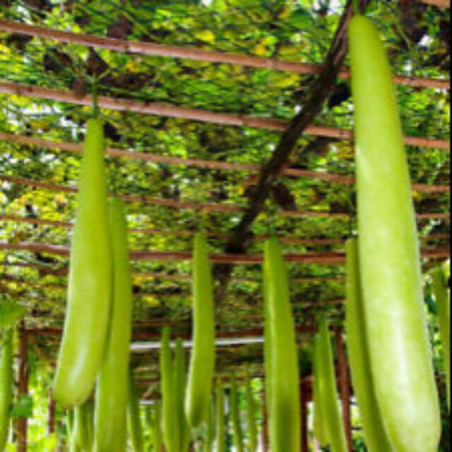 Benih Labu Air 1 Meter Panjang Bottle Gourd Seed 1meter 