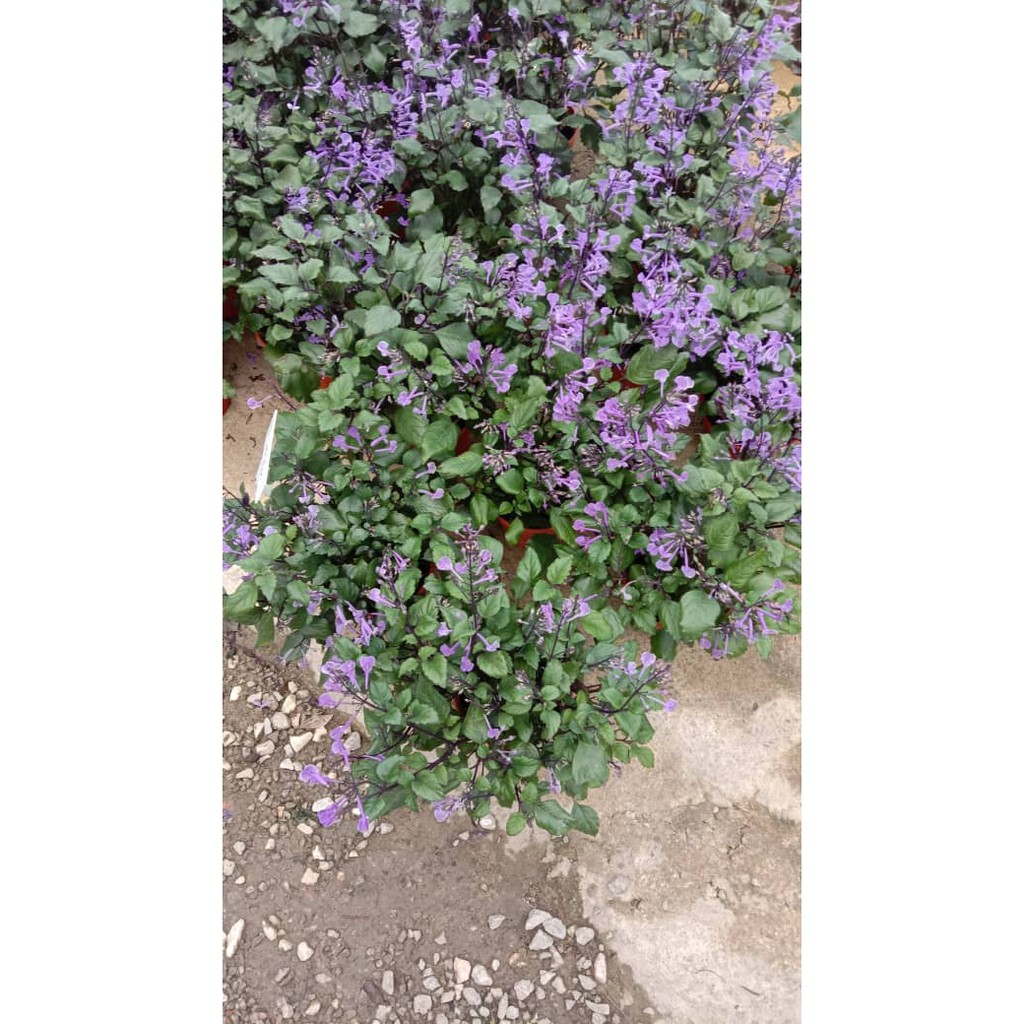 Lavender Tree / Anak pokok Lavender  Shopee Malaysia