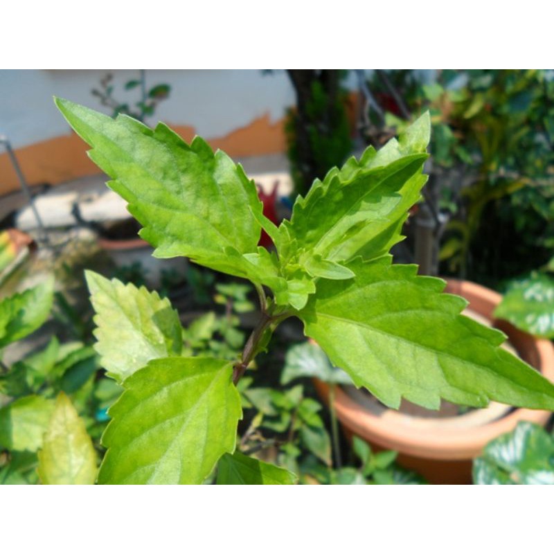 Buy DAUN MISAI KUCING/BANYAK KHASIAT/50GRAM  SeeTracker Malaysia