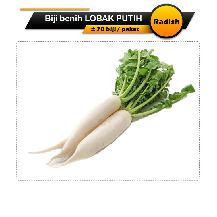 Biji Benih Lobak Putih 70 Seeds Radish Seeds Shopee Malaysia