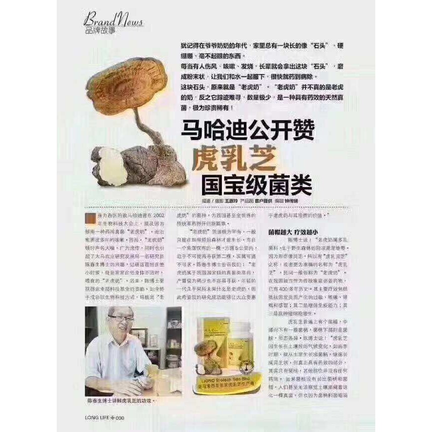 80 G Wild Tiger Milk Mushroom Powder ç²‰æœ« Cendawan Susu Harimau Serbuk è€è™Žå¥¶ ç²‰æœ« Shopee Malaysia