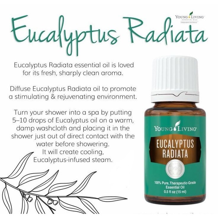 Young Living Eucalyptus Radiata Essential Oil 15ml Shopee Malaysia
