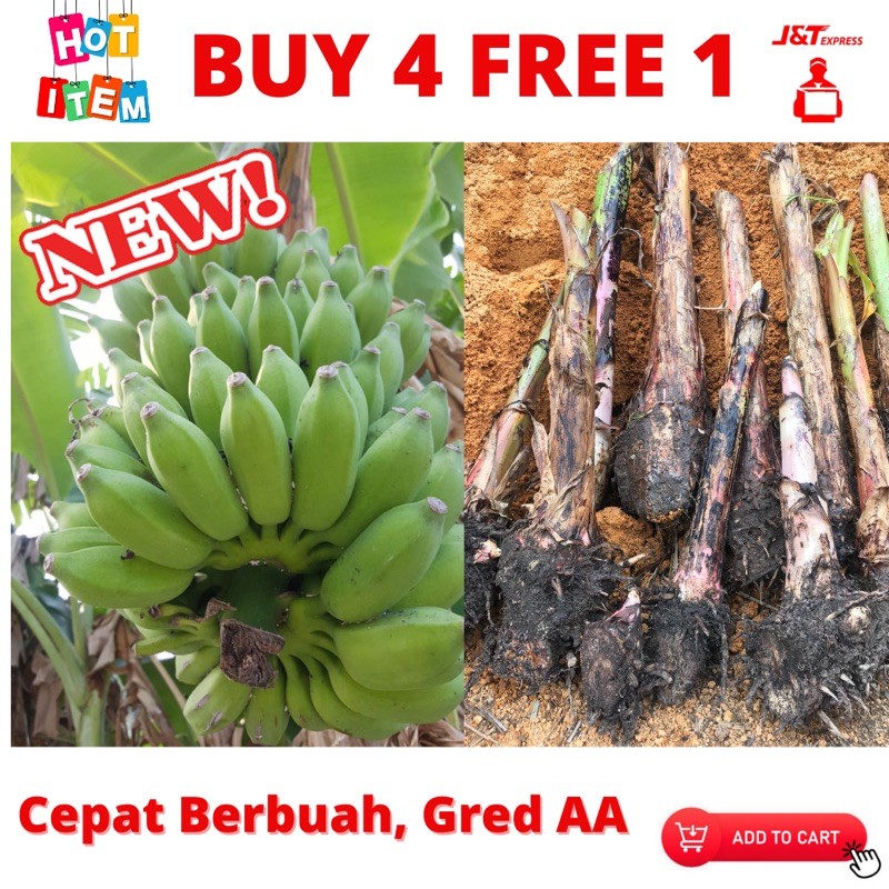 Buy Ready Stock Anak Pokok Pisang Mas Berbuah Lebat Beli 4 Percuma Satu Anak Pokok Pisang Seetracker Malaysia