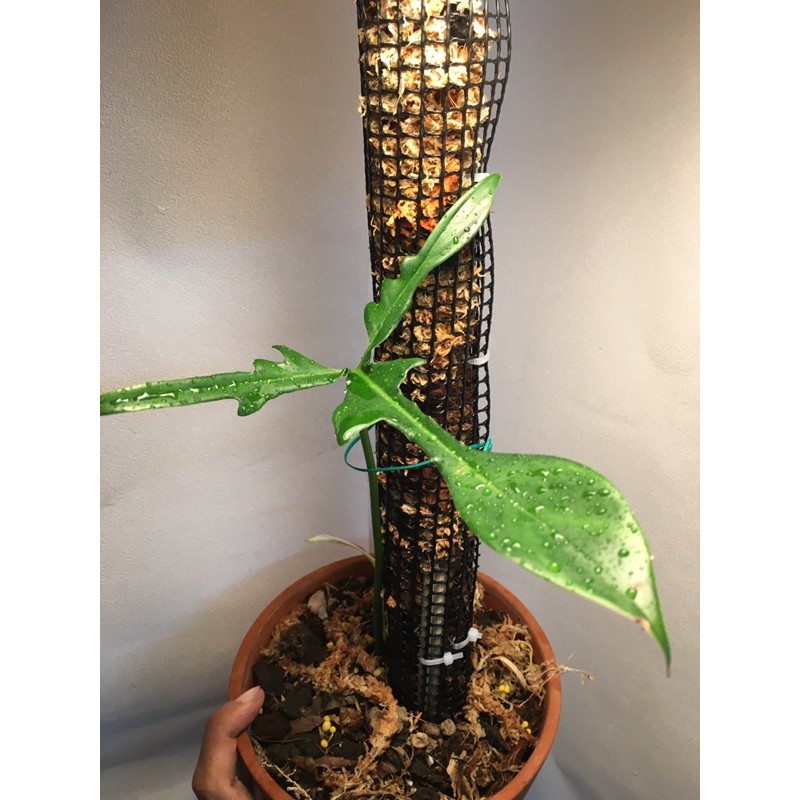 Philodendron Quercifolium/ Philodendron Florida Narrow Shopee Malaysia