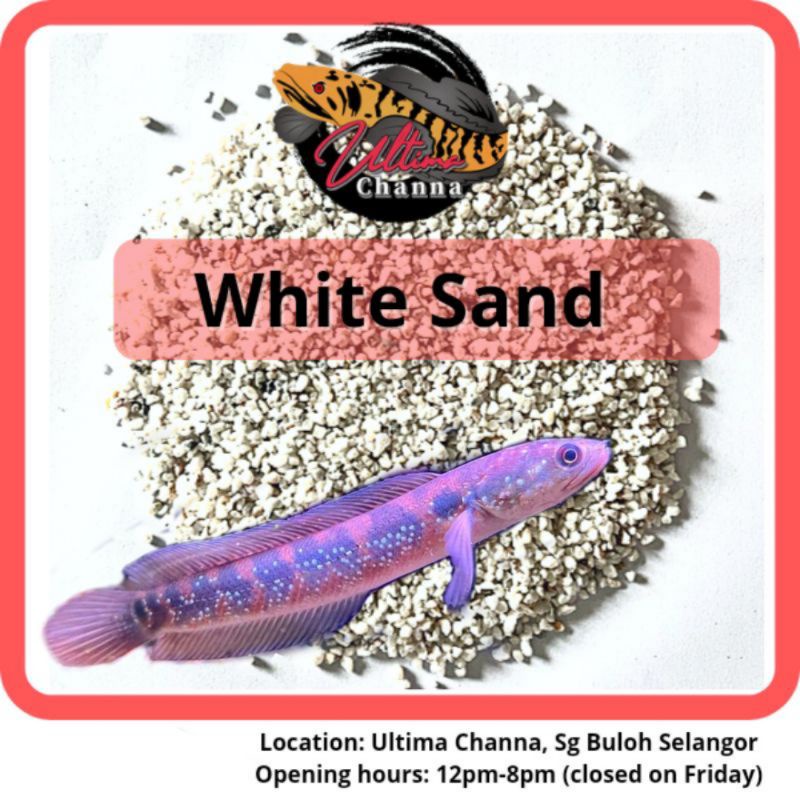 Aquarium White Sand/ Pasir Putih Akuarium 1kg/ 3kg/ 5kg [Ready Stock] [SHIP IN 1DAY] Aquascape