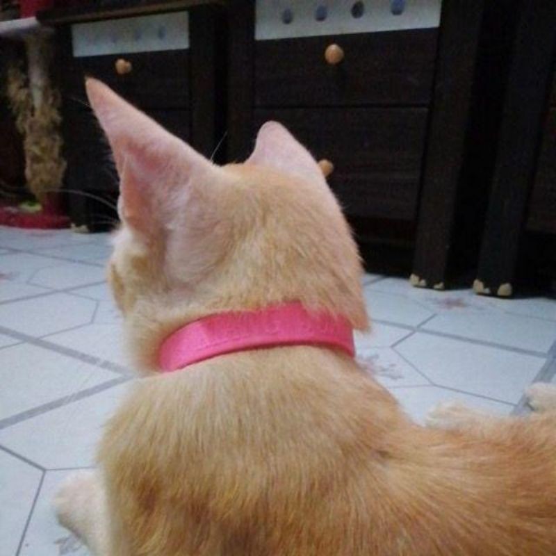 Buy Ready stock kolar Kutu Kucing / Pet Flea Collar  SeeTracker 