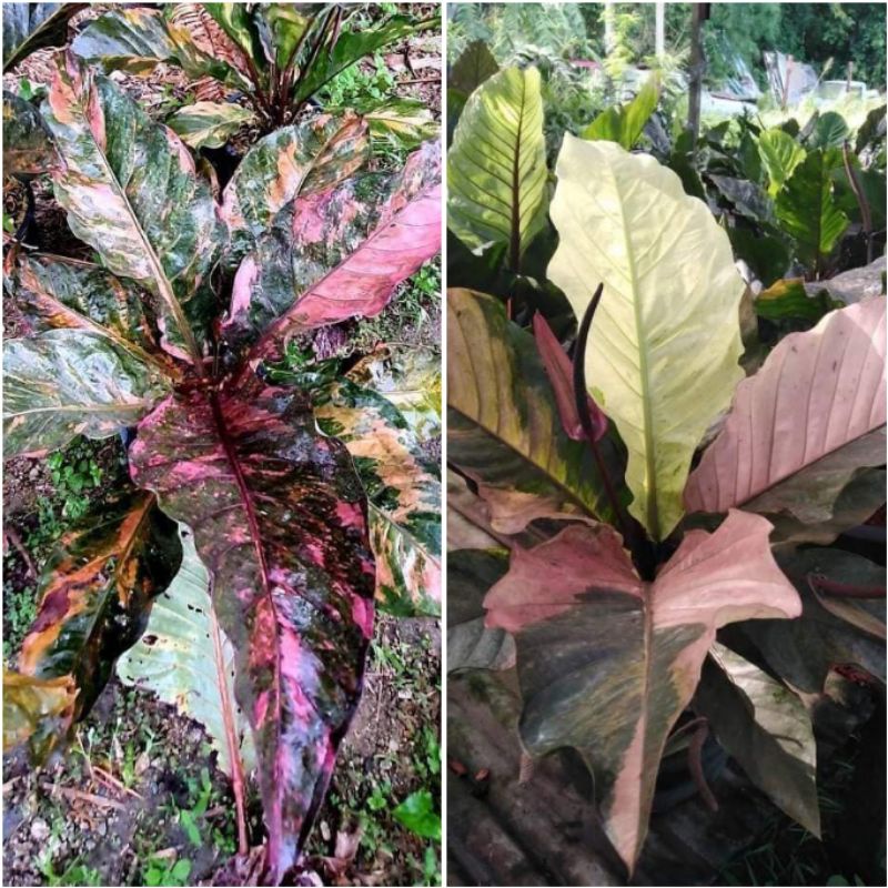 Pokok Anthurium Hookeri Hookerii Rennaisance Renaissance Variegated