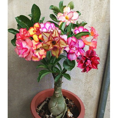 New Arrival Import Adenium Live Plant Multicolor五色沙漠玫瑰小苗耐旱花卉绿植盆栽预购desert Rose Shopee Malaysia