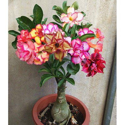 五色沙漠玫瑰小苗耐旱花卉绿植盆栽预购desert Rose Shopee Malaysia