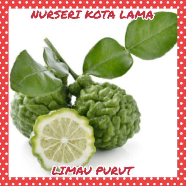 HYBRID ANAK POKOK LIMAU PURUT / DAUN TOMYAM / KAFFIR LIME TREE / TOMYAM LEAF TREE / CITRUS HYSTRIX TREE