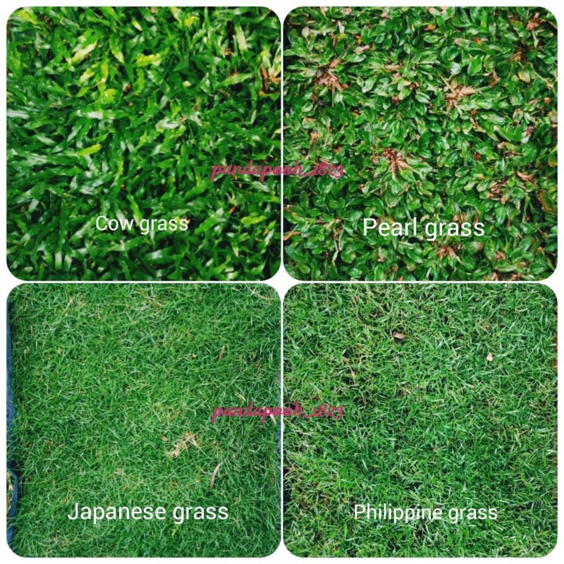 PEMBEKAL RUMPUT HIDUP / CARPET GRASS / JAPANESE GRASS / COW GRASS ...