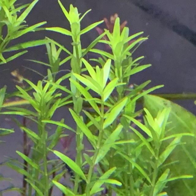 (DOA) Rotala Macrandra Kaas (4 stem) Submerged Aquatic Plant/ Aquascape ...