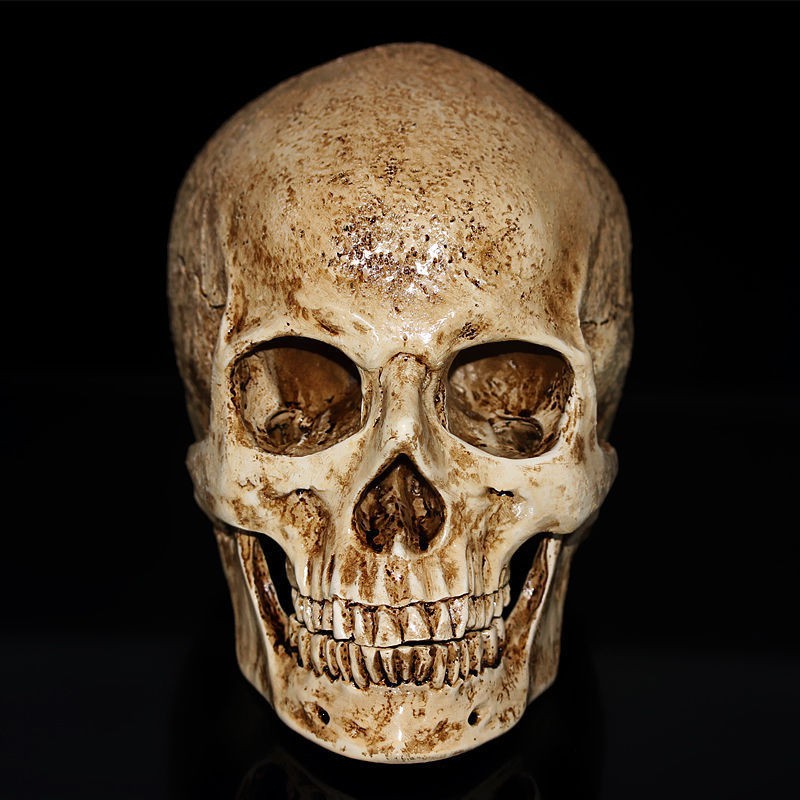 Life Size Human Skull Model 1:1 Anatomy Skull High Precision Teaching Tool Halloween Decoration 