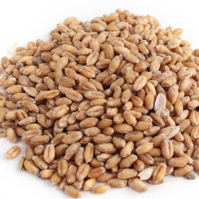 cat grass ,pet grass seed (Guaranteed Grow)/petgrass,catgrass seeds 1kg